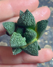 Load image into Gallery viewer, Ariocarpus Godzilla
