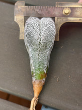Load image into Gallery viewer, ASTROPHYTUM MYRIOSTIGMA CV. ONZUKA F. CRESTATA
