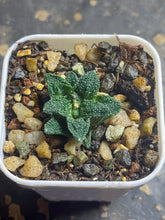 Load image into Gallery viewer, Ariocarpus Fissuratus
