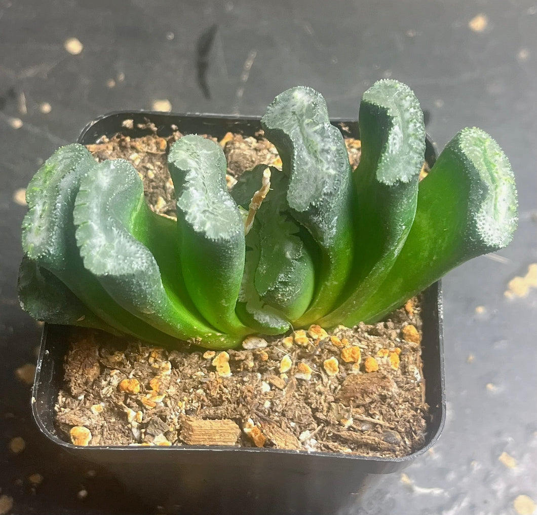 Haworthia truncata
