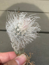 Load image into Gallery viewer, Mammillaria albiflora
