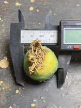 Load image into Gallery viewer, CORYPHANTHA ELEPHANTIDENS CV. INERMIS  ( each)
