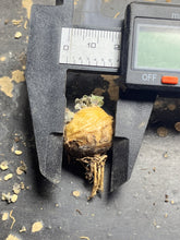 Load image into Gallery viewer, Othonna cacalioides
