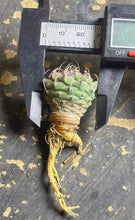 Load image into Gallery viewer, Turbinicarpus schmiedickeanus andersonii
