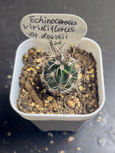 Load image into Gallery viewer, Echinocereus viridiflorus var. Davisii
