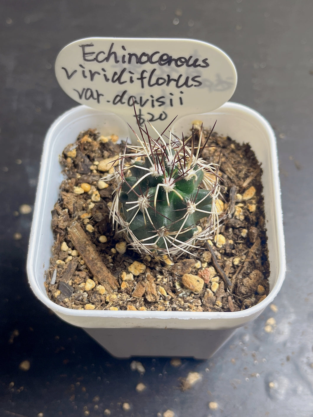 Echinocereus viridiflorus var. Davisii