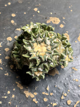 Load image into Gallery viewer, Ariocarpus kotschoubeyanus
