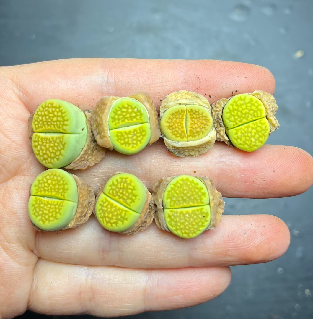 Lithops hallii ‘green soapstone ‘c111A （per）