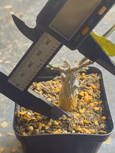 Load image into Gallery viewer, Corallocarpus bainesii
