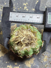 Load image into Gallery viewer, Cat Claw Discocactus

