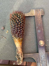 Load image into Gallery viewer, Frailea Angelesii
