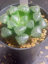 Load image into Gallery viewer, Haworthia &#39;Kyodai Akasen Lens&#39;
