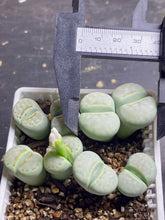 Load image into Gallery viewer, Lithops C297A &#39;Peppermint Creme(double head)
