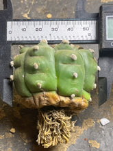 Load image into Gallery viewer, Astrophytum asterias cv. Kikko
