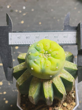 Load image into Gallery viewer, Lophophora Fricii Variegated
