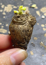 Load image into Gallery viewer, Euphorbia itremensis
