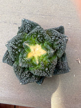 Load image into Gallery viewer, Ariocarpus fissuratus var. hintonii
