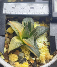 Load image into Gallery viewer, Haworthia variegated
