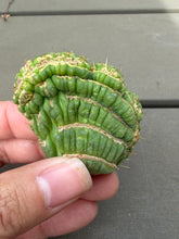 Load image into Gallery viewer, Eulychnia castanae fa. Varispiralis crested

