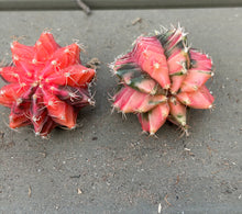 Load image into Gallery viewer, Gymnocalycium Friedrichii Variegated
