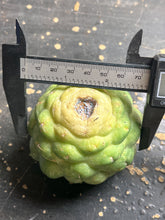 Load image into Gallery viewer, CORYPHANTHA ELEPHANTIDENS
