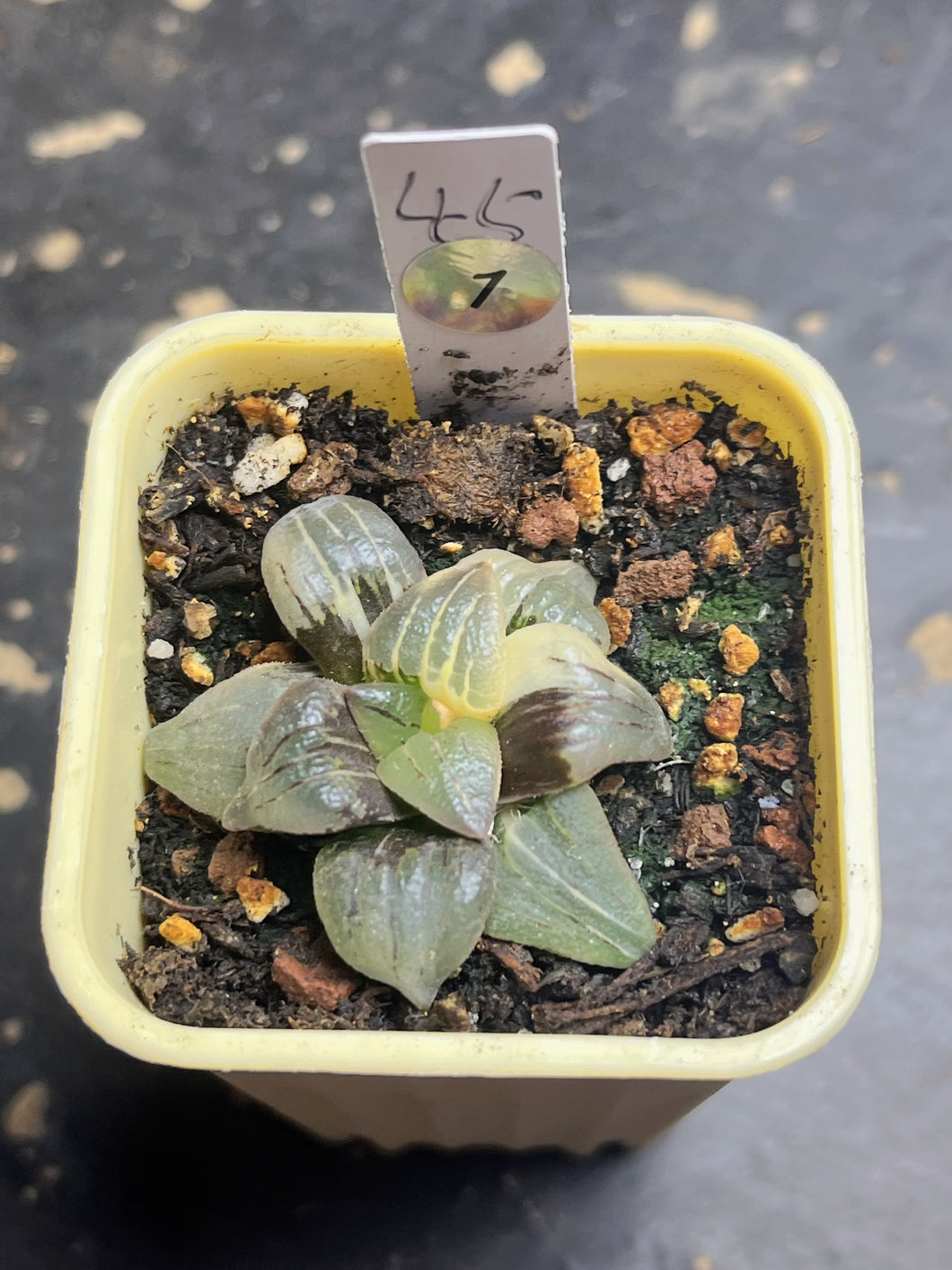 Haworthia mutica var. nigra variegated