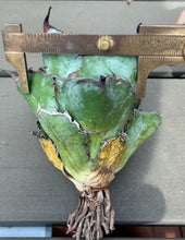 Load image into Gallery viewer, Agave titanota ‘Blue Ball’

