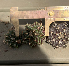 Load image into Gallery viewer, Gymnocalycium Friedrichii
