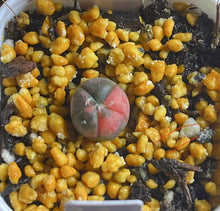 Load image into Gallery viewer, Astrophytum asterias Variegated
