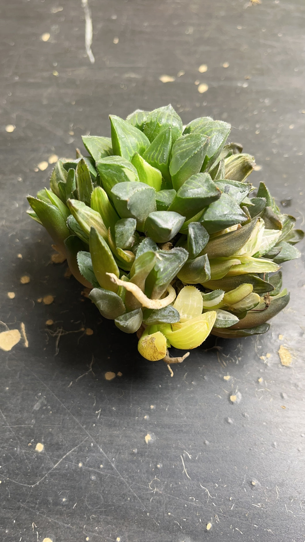 Haworthia heidelbergensis variegated
