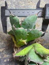 Load image into Gallery viewer, Agave titanota ‘Blue whale’
