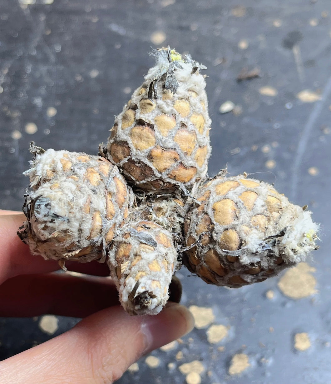 Othonna lepidocaulis