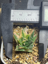 Load image into Gallery viewer, Obregonia denegrii variegated
