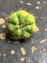 Load image into Gallery viewer, Gymnocalycium denudarum variegated

