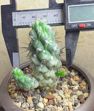 Load image into Gallery viewer, Ortegocactus macdougallii
