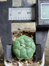 Load image into Gallery viewer, Astrophytum asterias cv. Kikko
