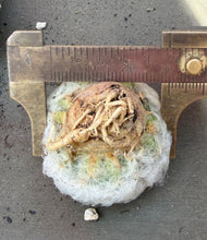 Load image into Gallery viewer, Mammillaria plumosa
