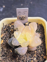 Load image into Gallery viewer, Haworthia variegated
