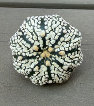Load image into Gallery viewer, Astrophytum asterias super kabuto
