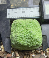 Load image into Gallery viewer, Pseudolithos cubiformis
