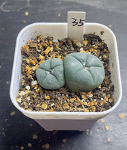 Load image into Gallery viewer, Lophophora peyote
