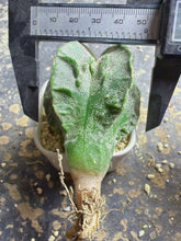 Load image into Gallery viewer, Astrophytum myriostigma cv. Onzuka f. tricostatum Fukuryiu
