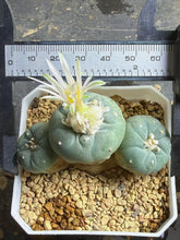 Load image into Gallery viewer, Lophophora Williamsii var. fricii
