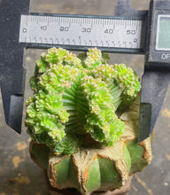 Load image into Gallery viewer, Aztekium Valdezii(grafted)
