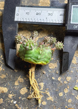 Load image into Gallery viewer, Euphorbia Meloformis subsp. Valida
