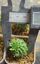 Load image into Gallery viewer, Euphorbia susannae（each）
