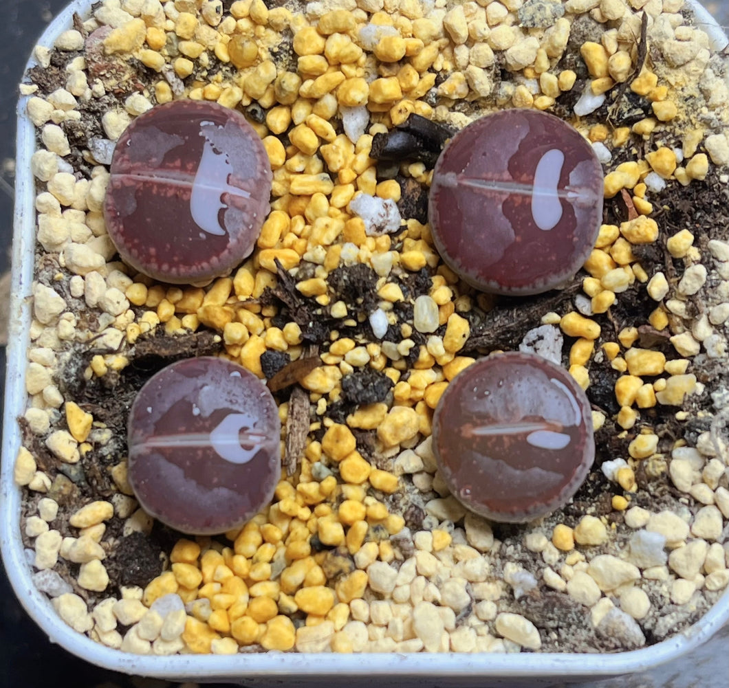 KO Lithops aucampiae kokerboom