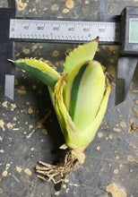 Load image into Gallery viewer, Agave titanota 'Snaggle Tooth'
