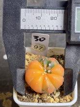 Load image into Gallery viewer, Astrophytum asterias Variegated
