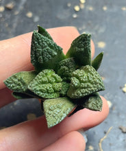 Load image into Gallery viewer, Ariocarpus fissuratus var. hintonii
